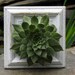Shabby Chic - Tabletop Hen & Chick planter with live plant