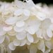 Fully Blossomed - 11x14 Fine Art Print - White Hydrangeas Original Wall Art - Flower