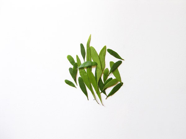 Botanic Collection No.2 -  8'x10' Fine Art Photograph - Composition I - Green Melody No.1