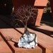 Wire Tree Of Life Soul Mate Twin Spirits sculpture on natural Madagascar Celestite Celestine Quartz Crystal cluster, original art 40M