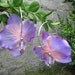 Flower earrings purple orchids