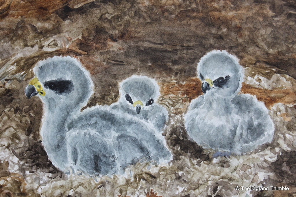 Bald Eagle Babies - eaglets original watercolor bird art natural history Alone in the Nest