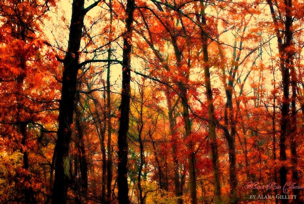 Misty Woods- Fine Art Photography print 5x7 by Alana Gillett- Fall Autumn Red Tangerine Burnt Orange Citrine Trees Dreamy Wall Art - MariaRoseCollection