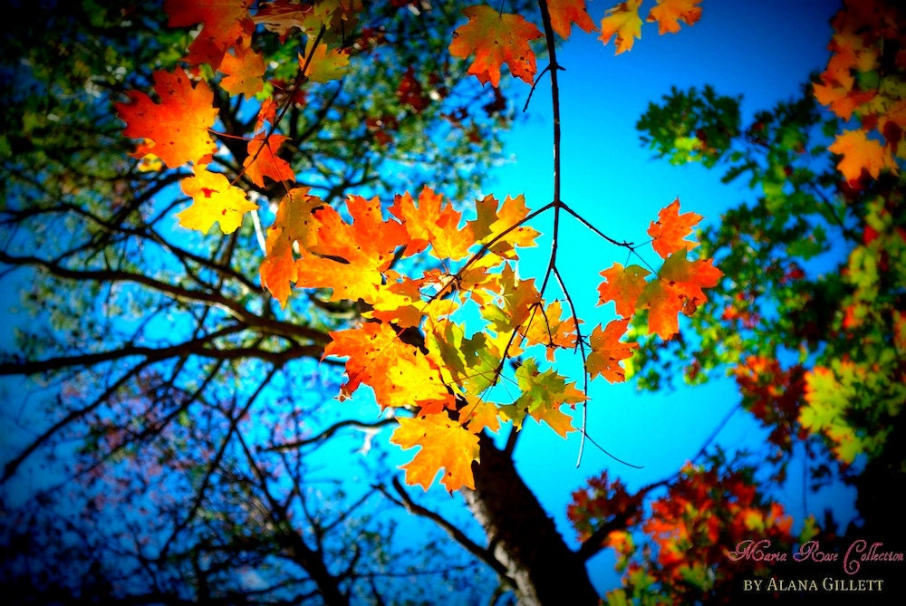 Fall Colors- Fine Art Photopgraphy print 5x7 by Alana Gillett