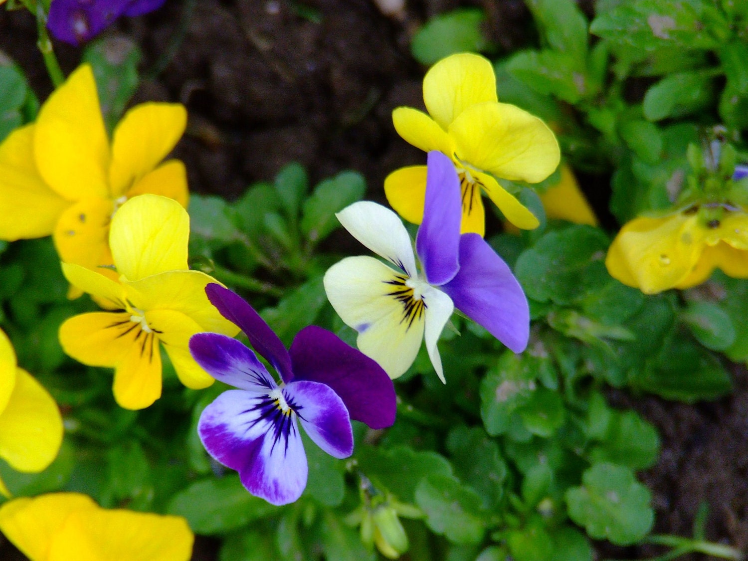 Flowers - set of four photo notecards
