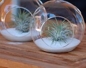 Air Plant Terrarium Glass Globe