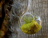 Velutina Hanging Air Plant Terrarium With Moss