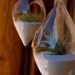 Hanging Air Plant Teardrop Terrarium