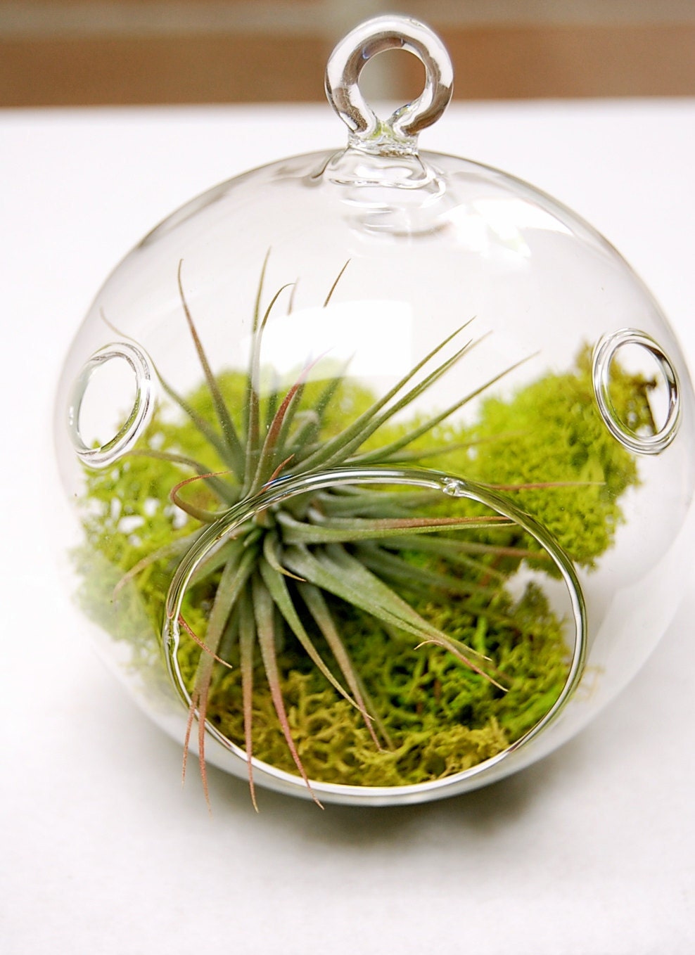 Mini Moss Air Plant Terrarium