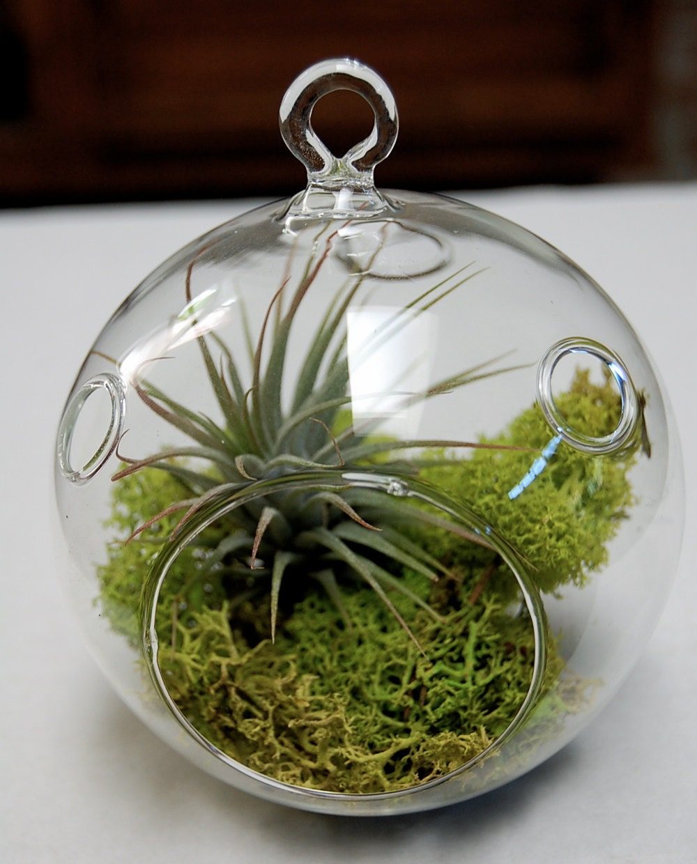 Mini Moss Air Plant Terrarium