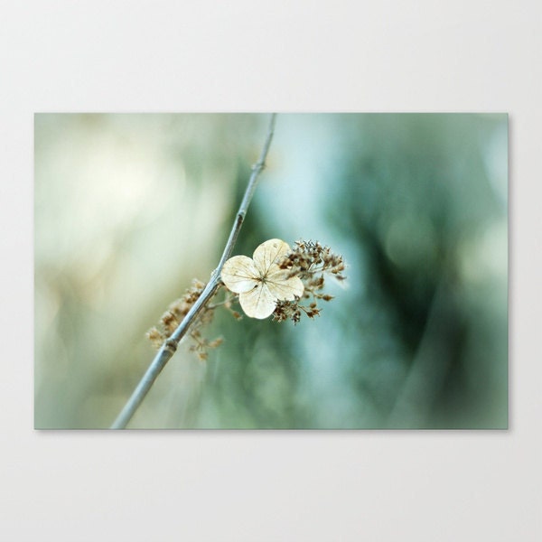 french country shabby chic home decor flower photography mint teal minty green photo 'Emerald Cream"  fine art photograph 8x12
