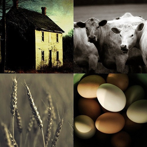 fall decorating collection rustic decor photo collection farm photography farmhouse photo set - four 8x8 photographs - country decor
