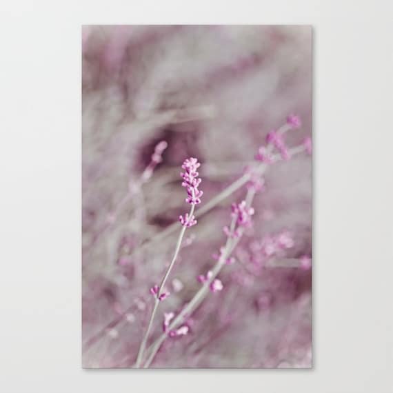 radiant orchid french country cottage decor lilac soft purple pastel bellflower "Dusky Lavender" shabby chic garden flower photography 5x7