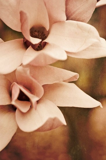 french country decor magnolia flower photography shabby chic fine art photo for her Valentine's Day "Noble in Pink"