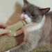 CAT TOY PENIS weird funny cat toys catnip cat nip mature
