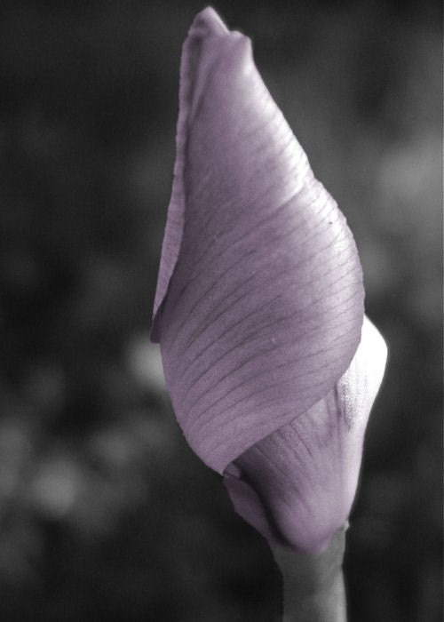 Botanical photo, flower home decor, purple and gray -- "Lilac Dreams", a 5x7-inch fine art photograph