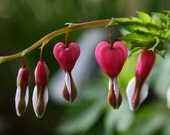 Love, red flower photograph, bleeding heart, wall art -- "Heartstrings", a 5x7-inch fine art photograph