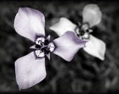 Flower mini photo, ACEO photograph, botanical, mini print, purple, gray -- "Bold Beauty" (2.5 x 3.5 inches)