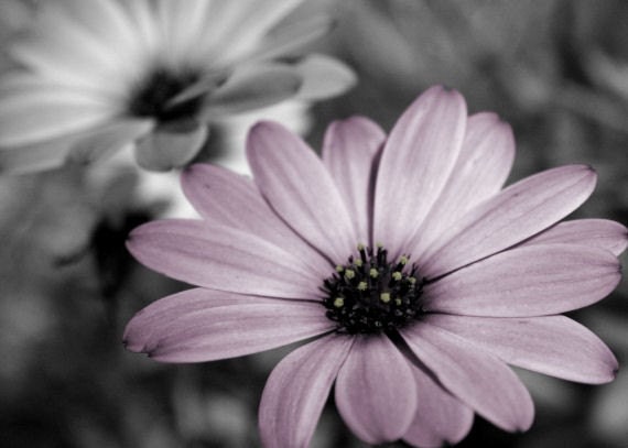 Purple flower photograph, gray, home decor, wall art -- "Dainty Daisies", a 5x7-inch fine art photograph