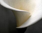 Calla lily photograph, abstract wall art, flower photo, white -- "Abstract Calla", a 5x5-inch fine art photo