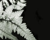 Botanical photograph, green fern, wall art, home decor -- "Fronds", a 5x5-inch fine art photograph