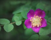 Rose photograph, pink flower, green, home decor -- "Woodland Rose", a 5x7-inch fine art photograph