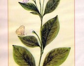 Wild Flowers of America - Spreading Dogbane and Small Bedstraw - Original Lithos c. 1894