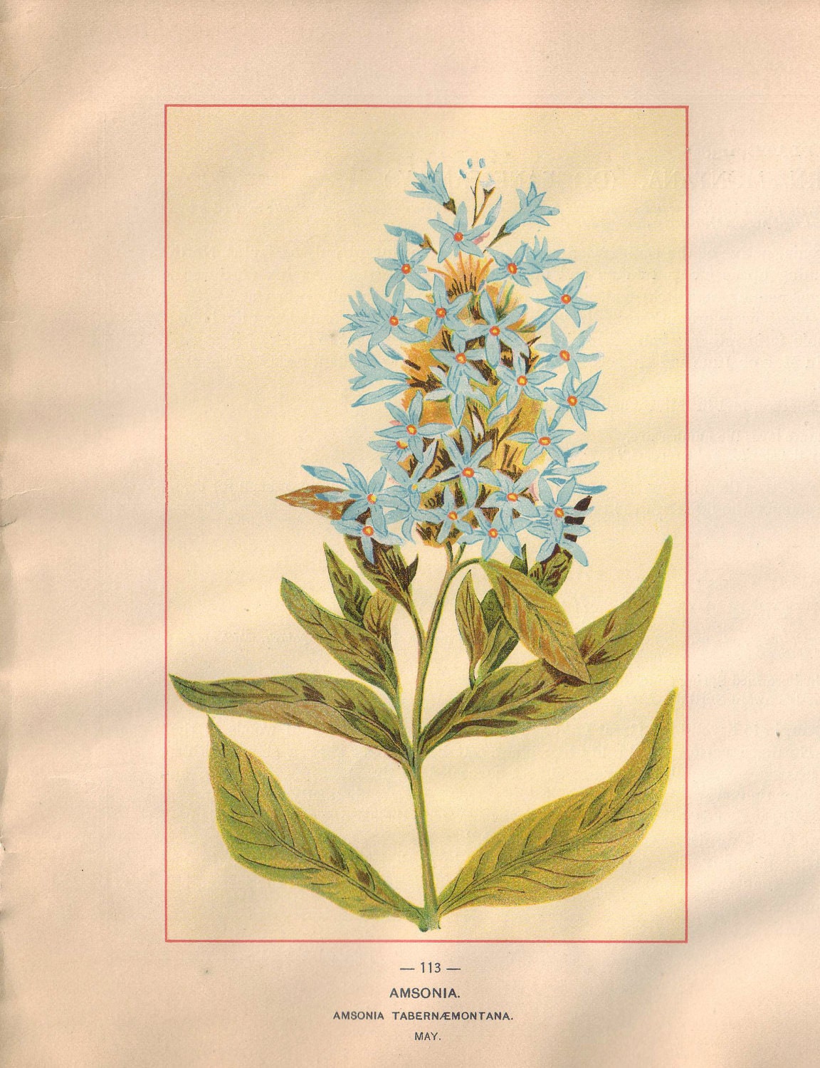 Wild Flowers of America - Amsonia & Twisted Stalk - Original Lithos c. 1894