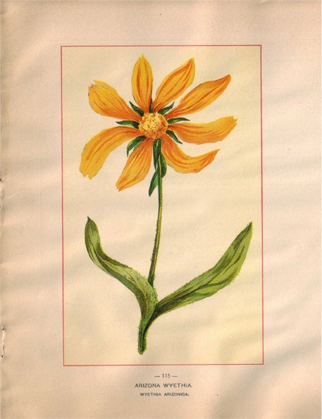 Wild Flowers of America - Arizona Wyethia & Smooth Rock Cress - Original Lithos c. 1894