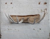 Naturally shed deer antler wall mount/coat rack/ jewelry holder/wall decor /rustic/housewares/cabin/ecofriendly/boho chic/shabby chic 
