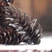 Real Pinecones - 20 Medium Natural Gathered CT Pinecones - Nature, Home Decor, Holiday, Fall Harvest, Autumn, Rustic, Centerpiece elitett