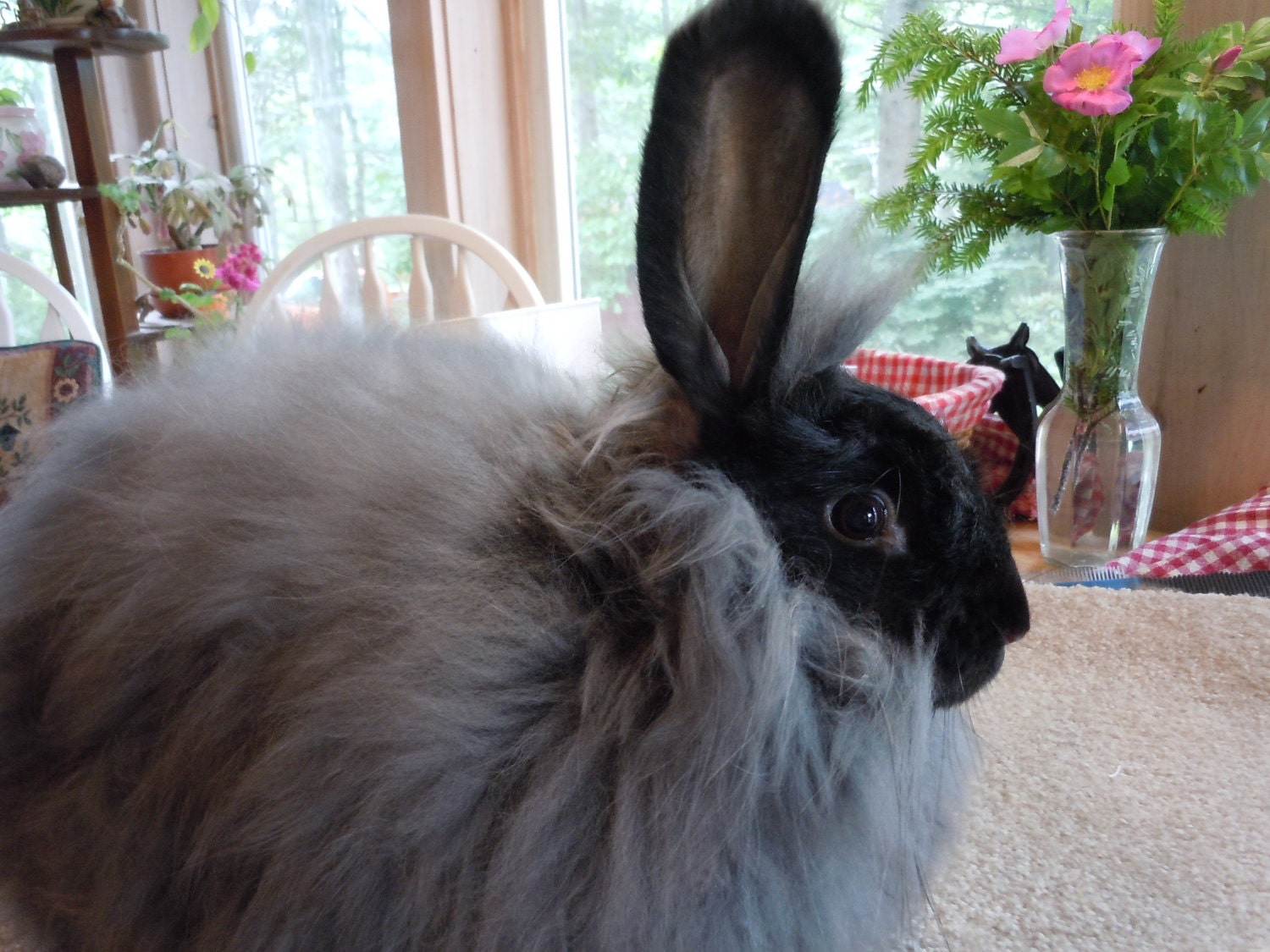 Cher, Angora Fur, Black, French German cross
