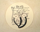 Heart Diagram Circle Cutouts