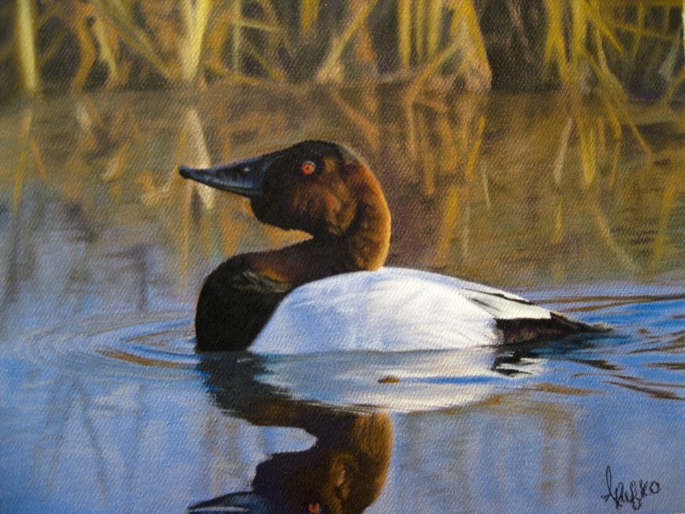 Items similar to Pastel Drawing Canvasback Duck Bird Wildlife Fine Art
