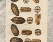 Antique Chromolith Print Pecans Nuts 1904 Food Art