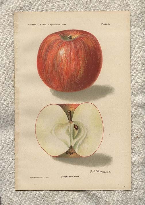 Antique Chromolith Heirlooom Apple Variety Fruit Print 1904