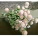 Custom listing for Meghan DRIED FLOWERS All Natural Dried light pale pink Globe Amaranth Flowers prim wedding shower cottage shabby
