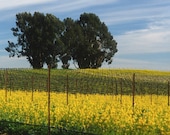 Carneros Mustard - Signed archival fine art photograph