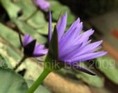 Ubud Blue Water Lily 5 x 7 Photographic Print