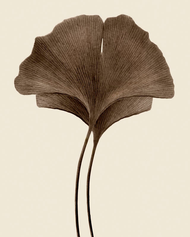 ginkgo leaves art, chocolate brown, autumn decor - Gingko Garden 8 x 10