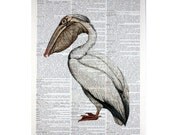 Pelican Print on an Antique Book Page