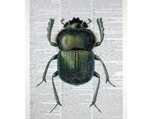 Green Beetle Print on a Vintage Book Page