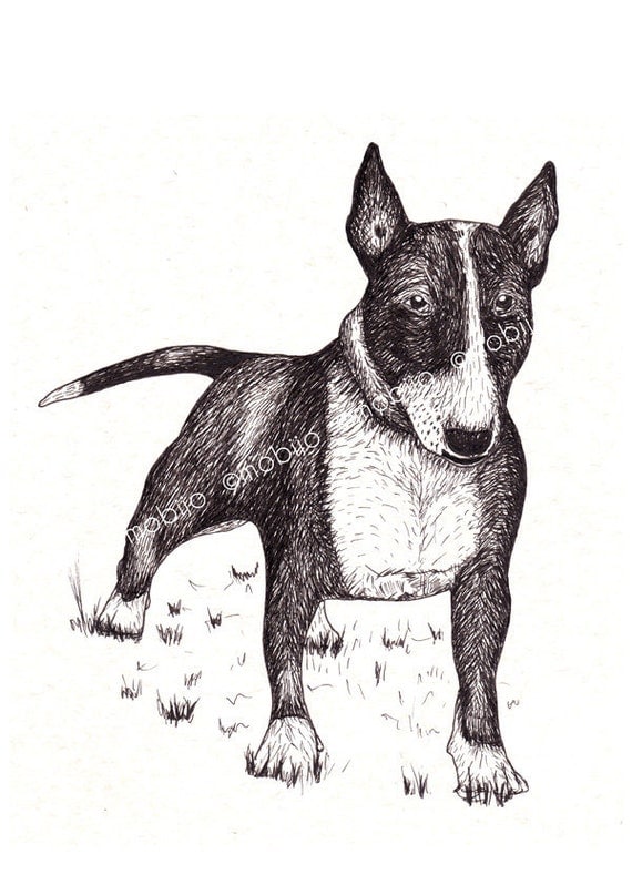 Bull terrier illustration-print from original ink drawing