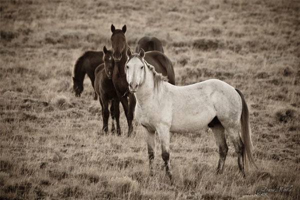 Cautious - 24 x 16 - Fine Art Photographic Print