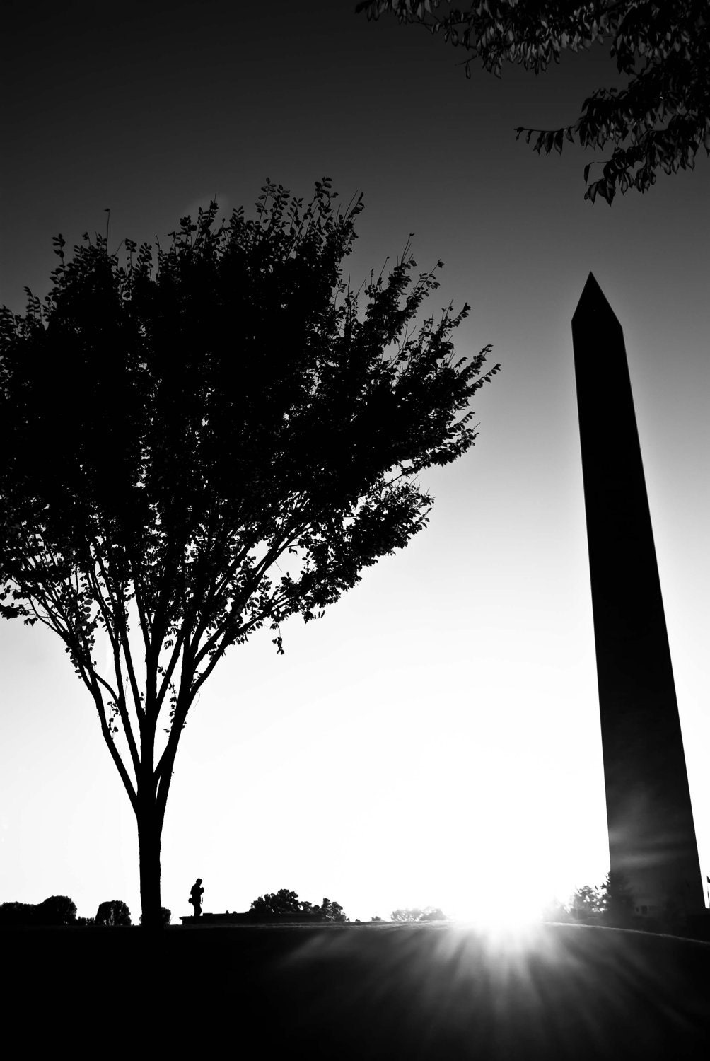 shining bright - photograph- 8x12 - moon washington, dc fall leaves print abstract tree art black white bw