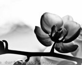 dream all day - black and white - photograph- 8x12 - orchid - longwood garden - philadelphia - pennsylvania