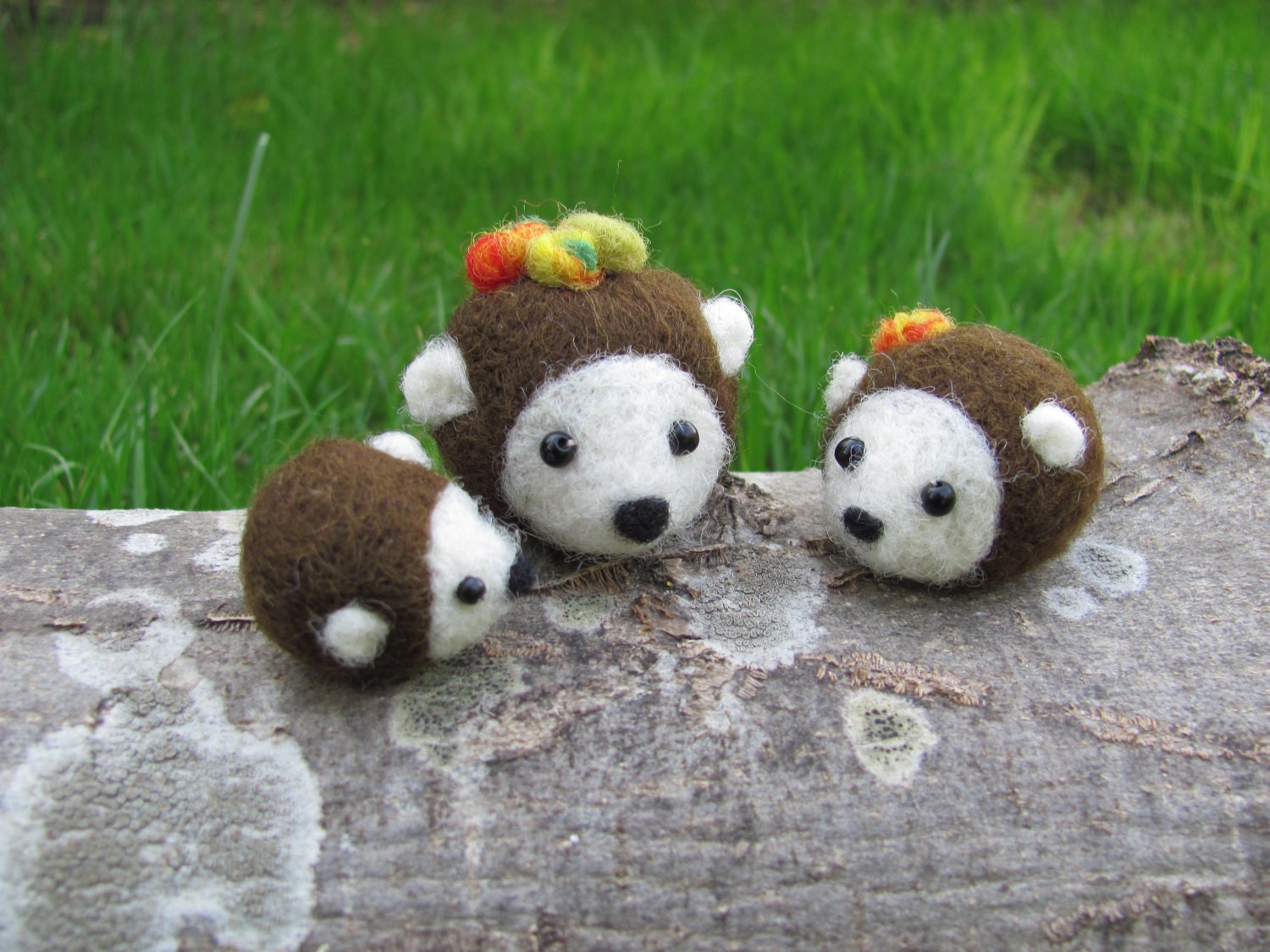 Hedgehog family