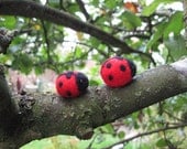 two tiny ladybugs
