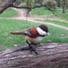 Chestnut backed chickadee READY TO SHIP