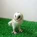 Barn owl